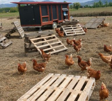 Ferme ouverte à la Forêt fruitière