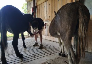 Atelier nature avec les animaux