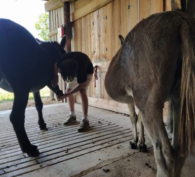 Atelier nature avec les animaux
