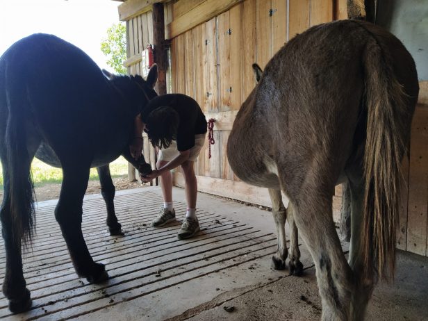Apprentissage des soins aux  animaux