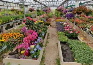 Vente de fleurs, d’arbustes et d’arbres au Jardin des Roses