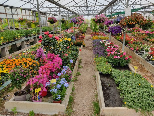 Plantes annuelles été