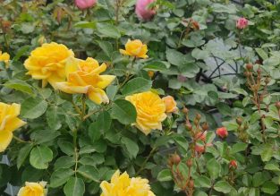 Vente de fleurs, d’arbustes et d’arbres au Jardin des Roses