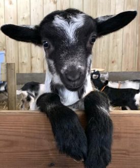 Vente de fromages à la Chèvrerie : Du vent dans les  Cornes