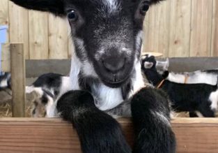 Vente de fromages à la Chèvrerie : Du vent dans les  Cornes