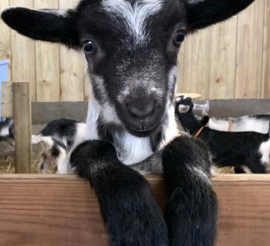 Vente de fromages à la Chèvrerie : Du vent dans les  Cornes