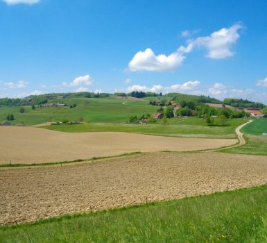 N°34 – Le Faucon