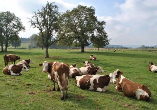 Le Chemin des Vaches