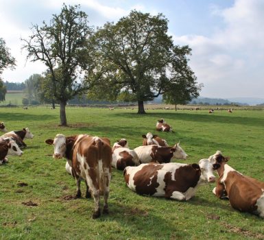Le Chemin des Vaches