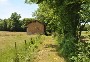 La marche rapide du loup