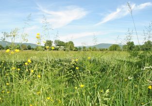 La marche rapide du loup