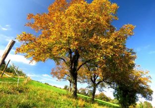 Tout au long des noyeraies