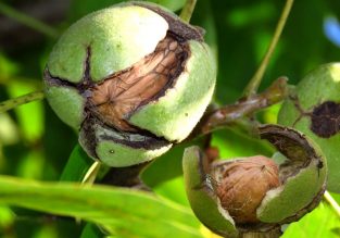 Tout au long des noyeraies