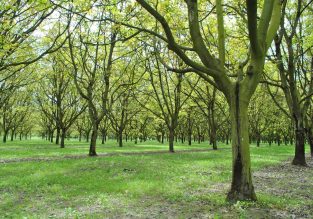 Tout au long des noyeraies