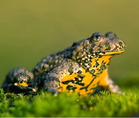 Roselière de la Teissonnière