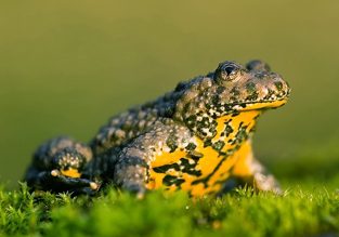 Roselière de la Teissonnière