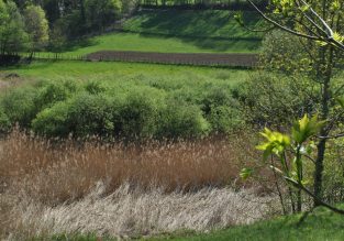 Roselière de la Teissonnière