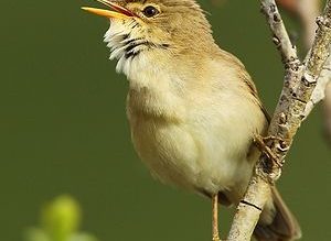 Roselière de la Teissonnière