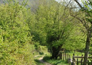 Roselière de la Teissonnière