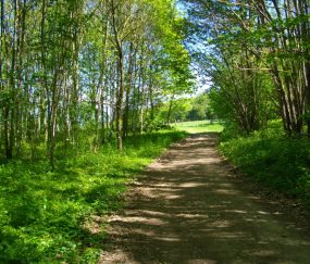 Fontaine Mignonne, l’autre forêt !
