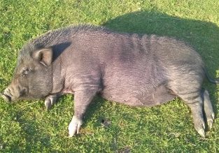 Gîte Le Paradis des Animaux
