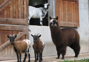 Gîte Le Paradis des Animaux