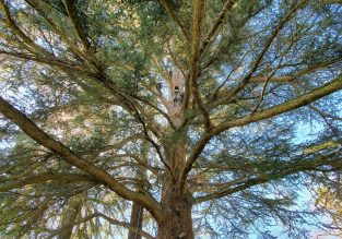 Voyage d’arbre en arbre avec Sam’Branche