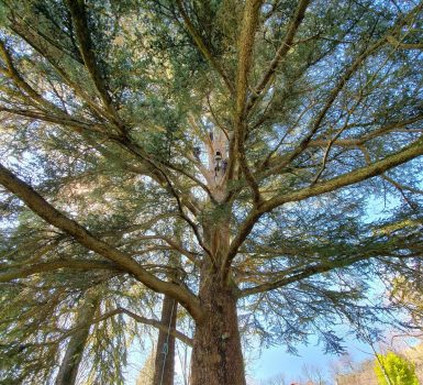Voyage d’arbre en arbre avec Sam’Branche