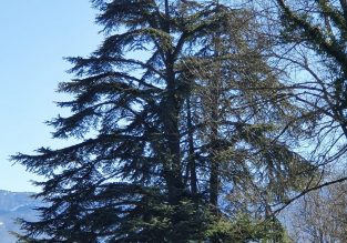 Voyage d’arbre en arbre avec Sam’Branche