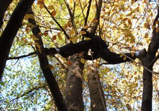 Voyage d’arbre en arbre avec Sam’Branche