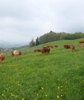 Vente de viandes et charcuteries à la ferme le Mont Charvet