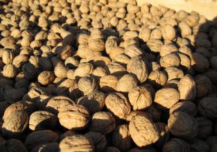 Vente d’huile de noix et de cerneaux au GAEC des Murailles