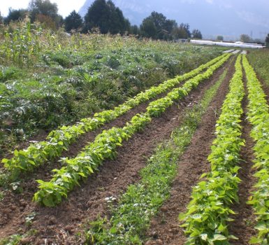 Producteurs locaux