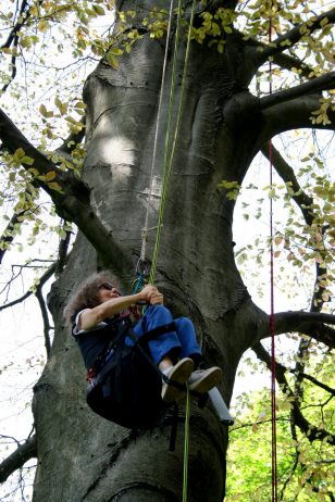 climb in the big beech of Voreppe