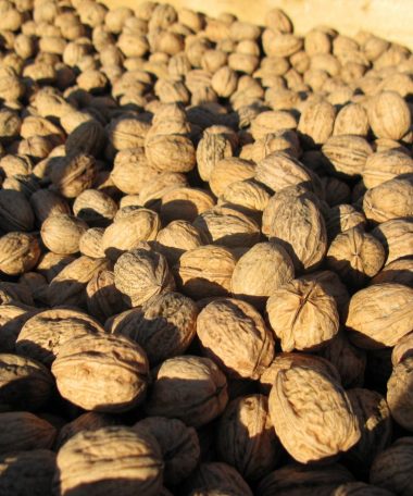 Terroir et savoir-faire locaux